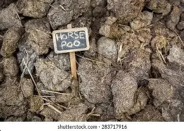 HORSE POO